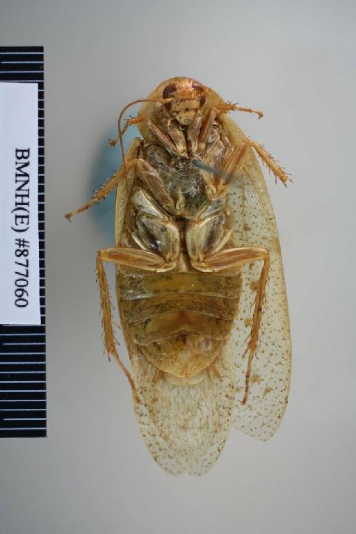 Stictolampra pascoei Hanitsch, 1931 - Stictolampra pascoei Hanitsch, 1931, female, holotype, ventral. Photographer: Aging Wang. BMNH(E)#877060