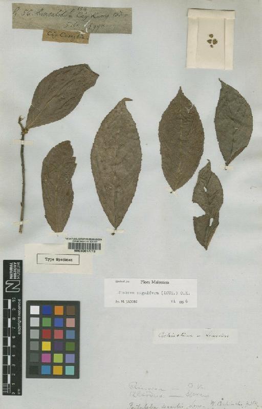 Rinorea sessilis (Lour.) Kuntze - BM000617713