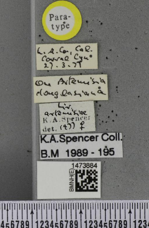 Liriomyza artemisiae Spencer, 1981 - BMNHE_1473884_label_49015