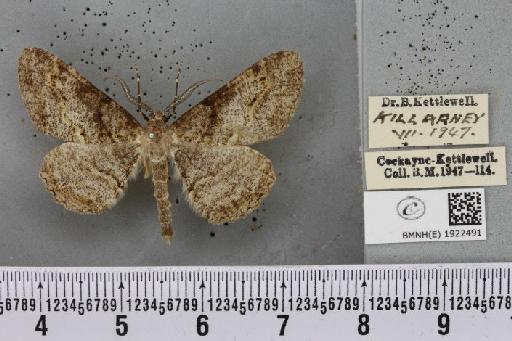 Alcis repandata repandata (Linnaeus, 1758) - BMNHE_1922491_477730