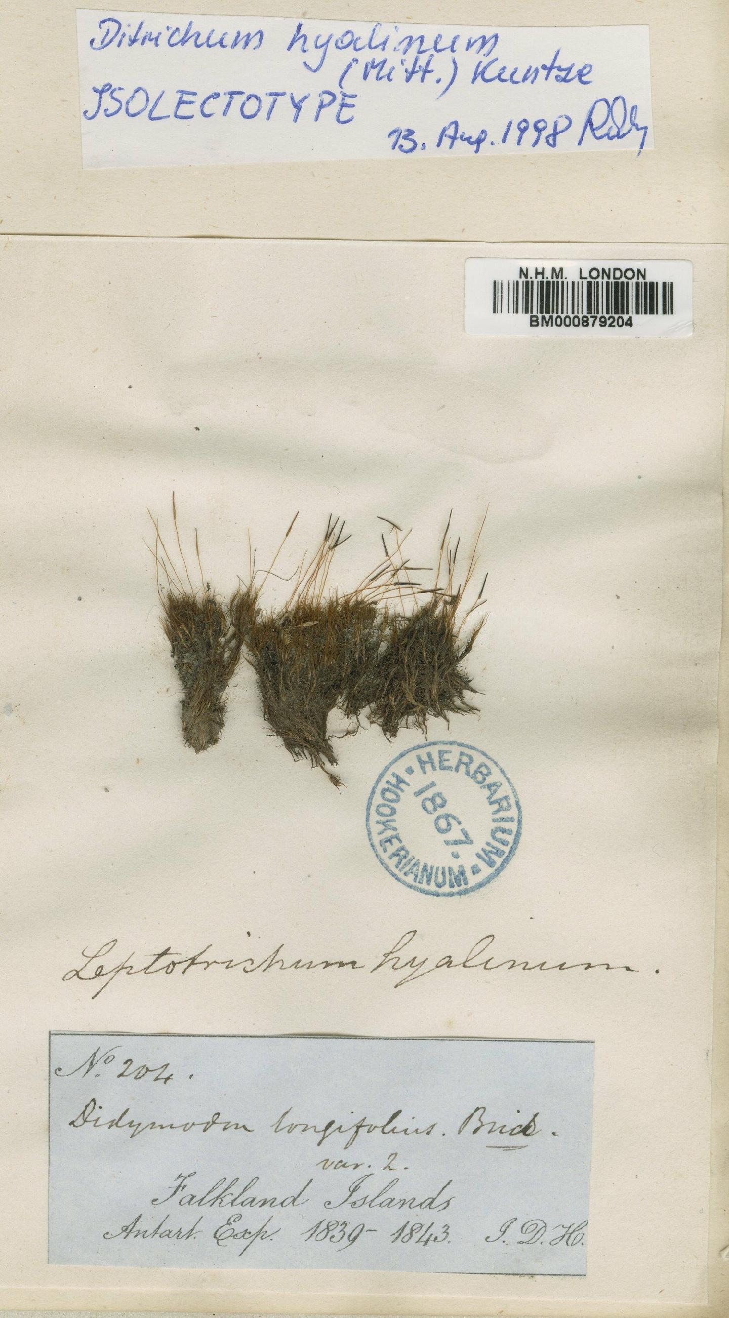 To NHMUK collection (Ditrichum hyalinum (Mitt.) Kuntze; Isolectotype; NHMUK:ecatalogue:4530726)