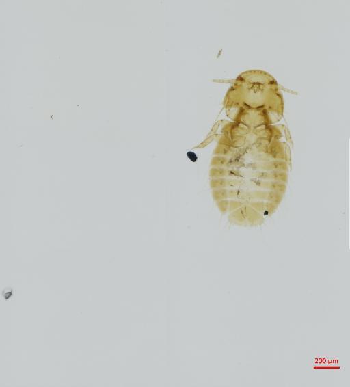 Heptapsogaster parvula Taschenberg, 1882 - 010677710__2017_08_08-2-Scene-1-ScanRegion0