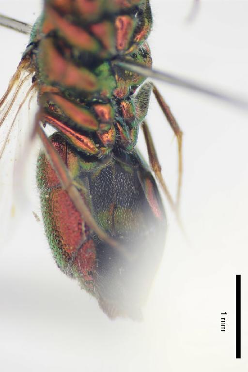 Chrysis brevicarinata Linsenmaier, 1999 - Chrysis_brevicarinata-BMNH(E)#970919_type-ventral-3_2X