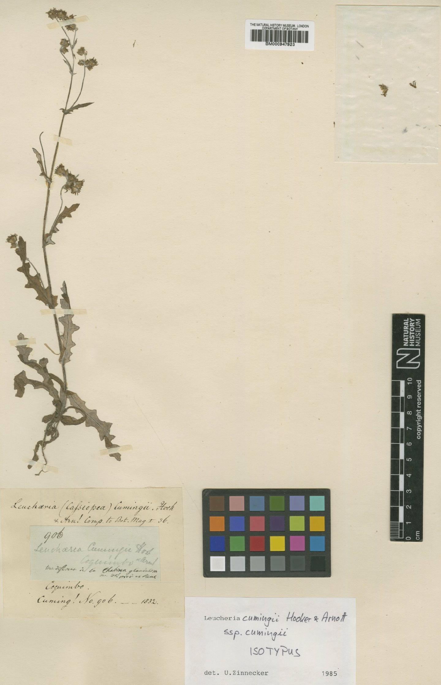 To NHMUK collection (Leucheria cumingii Hook. & Arn.; Isotype; NHMUK:ecatalogue:619921)