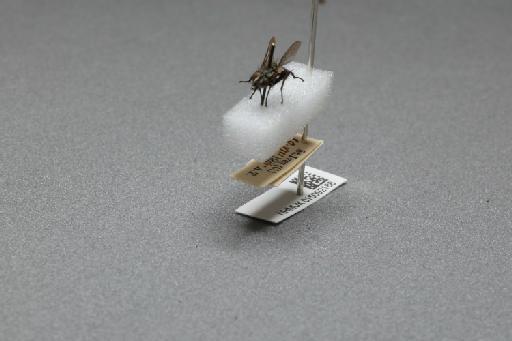 Sarcophaga (Myorhina) nigriventris Meigen, 1826 - 015092188_additional_3