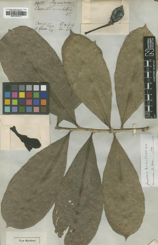 Amphitecna latifolia (Mill) Gentry - BM000992408