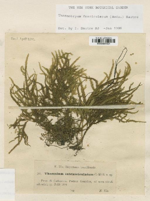 Thamnobryum fasciculatum (Hedw.) Sastre - BM000961501