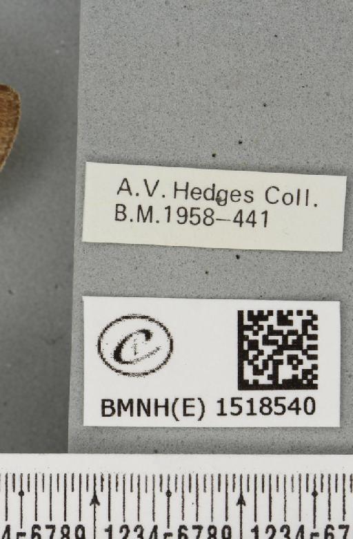 Trichiura crataegi (Linnaeus, 1758) - BMNHE_1518540_label_202180