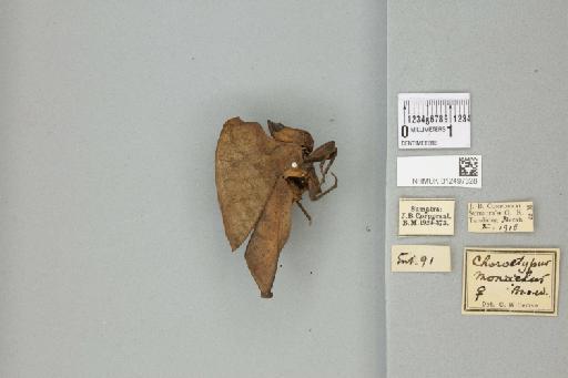 Xiphicera gallinacea (Fabricius, 1793) - 012497328_71767_91555