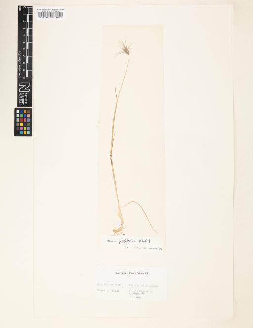 Hordeum pubiflorum Hook.f. - 000084904