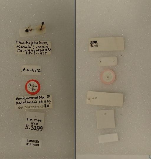 Smicromorpha keralensis Narendran, 1979 - Smicromorpha keralensis Narendran, 1979 #1414901 Hym Type 5.3299 labels.JPG