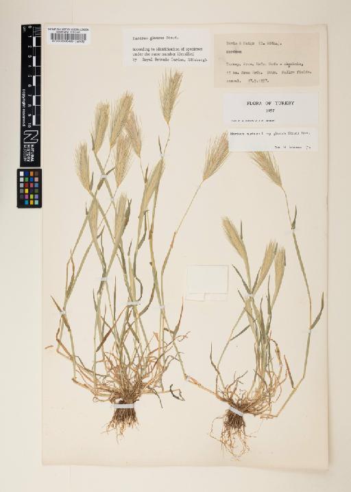Hordeum murinum subsp. glaucum (Steud.) Tzvelev - 000060565