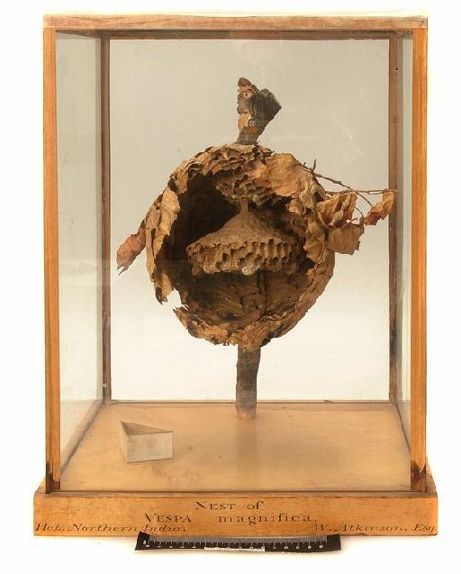 Vespa mandarinia Smith, 1852 - Hymenoptera Nest BMNH(E) 650936