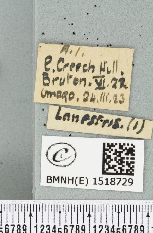 Eriogaster lanestris (Linnaeus, 1758) - BMNHE_1518729_label_260045