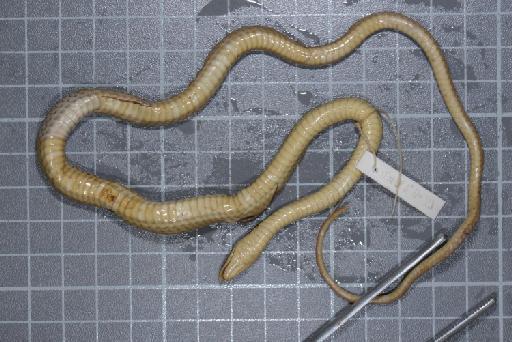 Liopeltis tricolor Schlegel, 1837 - Image of specimen 1946.1.5.37