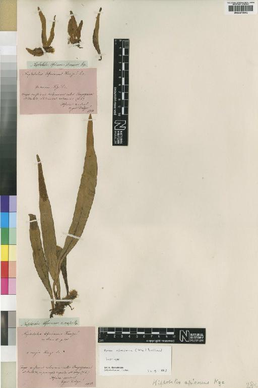 Pyrrosia africana (Kunze) Ballard - BM000785362