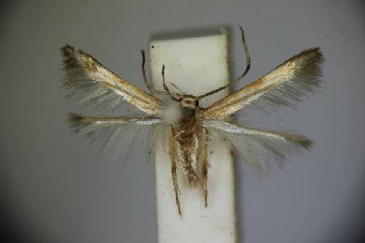 Pachyrhabda steropodes Meyrick, 1897 - Pachyrhabda_steropodes_Meyrick_1897_LT_BMNH(E)#1055271_image001