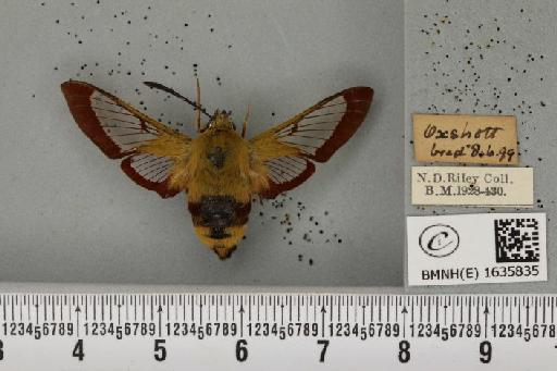 Hemaris fuciformis (Linnaeus, 1758) - BMNHE_1635835_205502