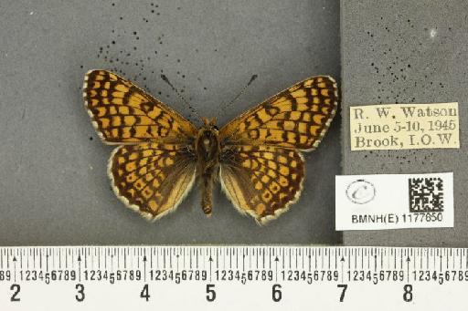 Melitaea cinxia (Linnaeus, 1758) - BMNHE_1177850_55496