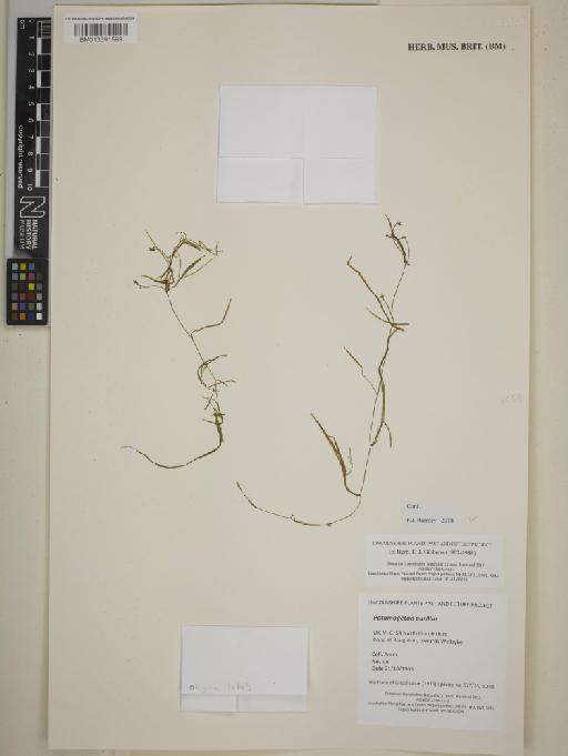 Potamogeton pusillus L. - BM013391599