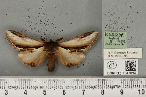 Pheosia gnoma (Fabricius, 1777) - BMNHE_1542894_246279