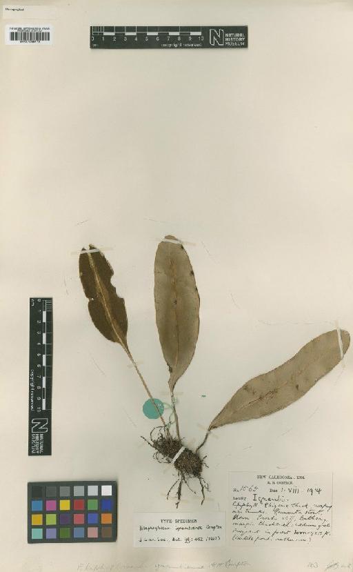 Elaphoglossum vieillardii Compton - BM001066176