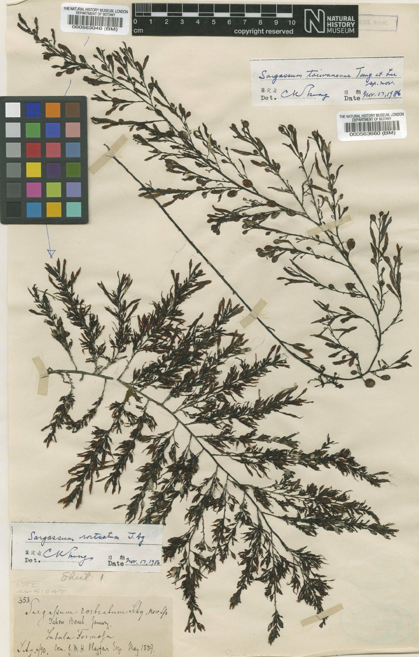 To NHMUK collection (Sargassum rostratum J.Agardh; Type; NHMUK:ecatalogue:4723318)