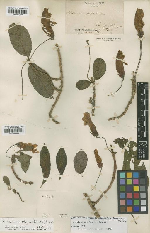 Pentademia strigosa (Benth.) Hanst. - BM000992304
