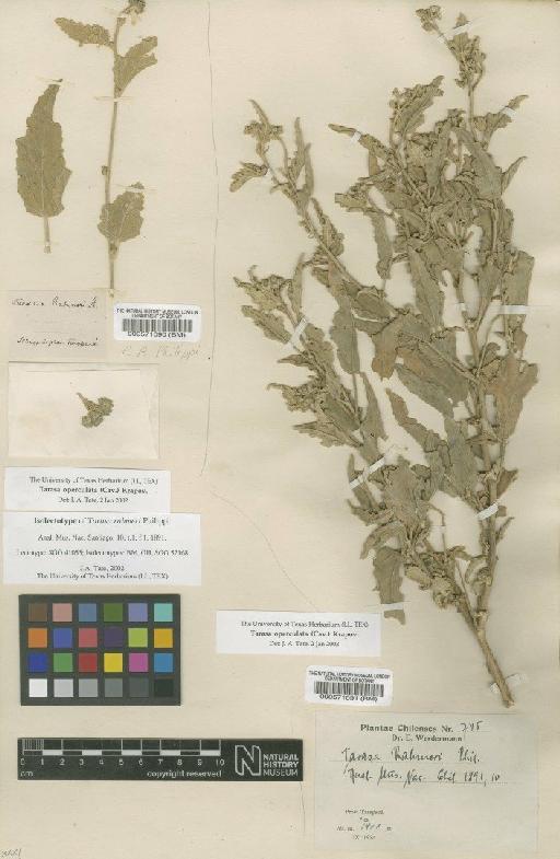Tarasa operculata (Cav.) Krapov - BM000571090