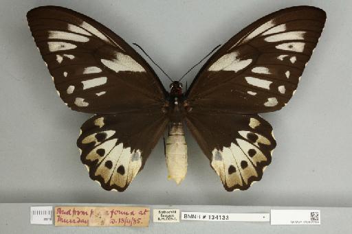 Ornithoptera priamus pronomus Gray, 1852 - 013604155__