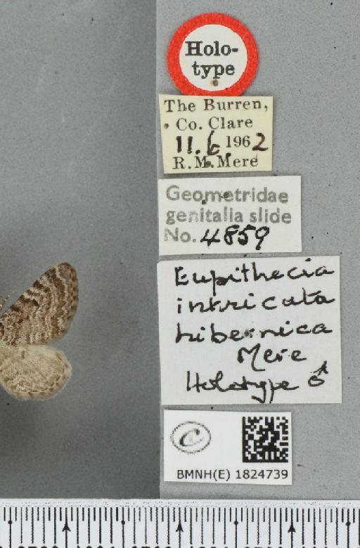 Eupithecia intricata hibernica Mere, 1964 - BMNHE_1824739_label_389294