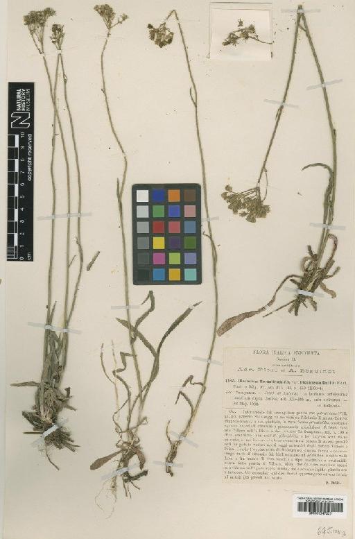 Hieracium florentinum subsp. litorale Nägeli & Peter - BM001047557