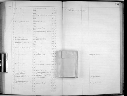 Cochoa azurea beccarii - Zoology Accessions Register: Aves (Skins): 1916 - 1920: page 291