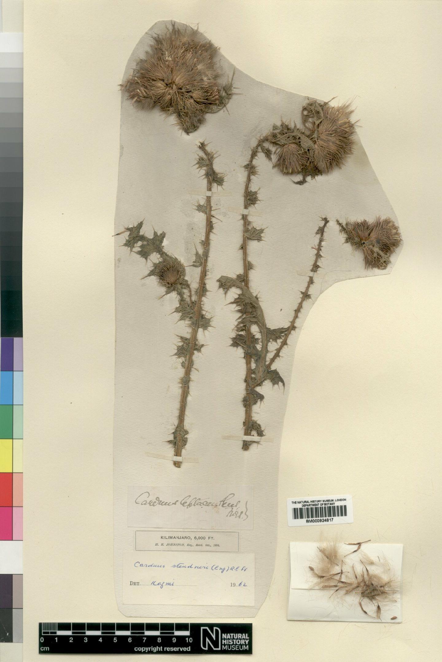 To NHMUK collection (Carduus steudneri (Eng) R.E.Fr.; Type; NHMUK:ecatalogue:4553572)