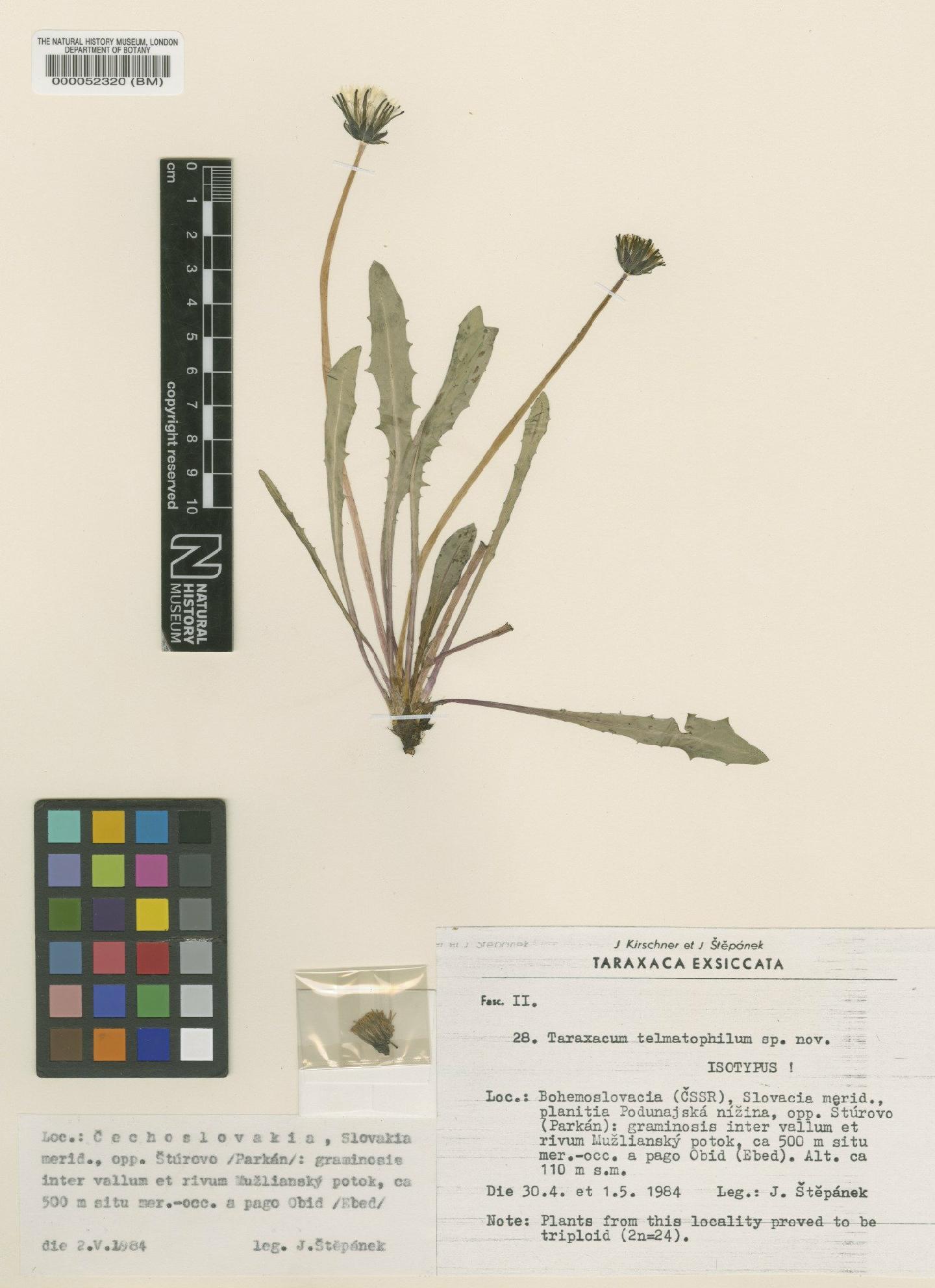 To NHMUK collection (Taraxacum telmatophilum Kirschner & Št?pánek; Isotype; NHMUK:ecatalogue:4710061)
