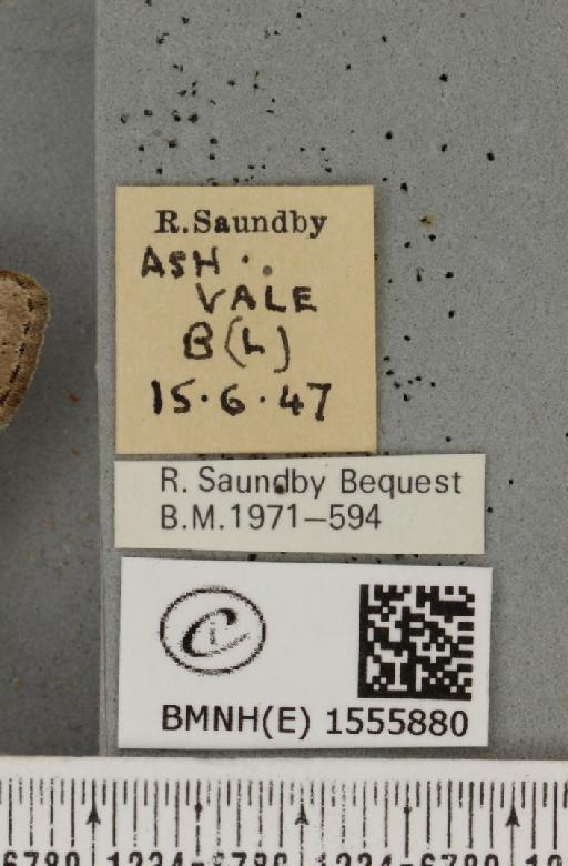 Dicallomera fascelina (Linnaeus, 1758) - BMNHE_1555880_label_255645