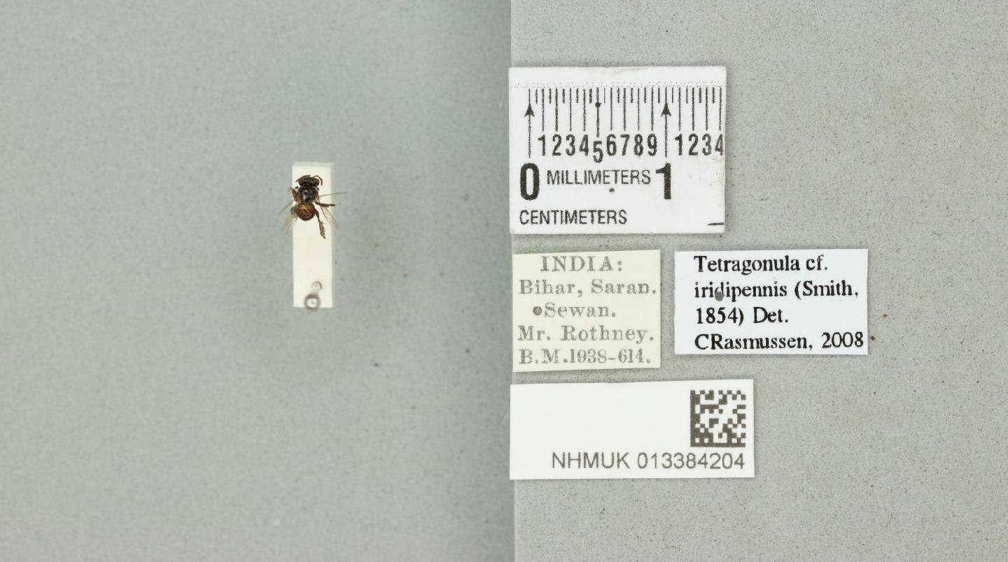 Tetragonula iridipennis thumbnail