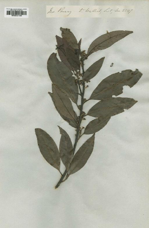 Lindera oxyphylla Hook.f. - BM000951094