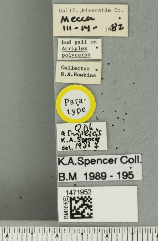 Ophiomyia atriplicis Spencer, 1984 - BMNHE_1471952_label_47019