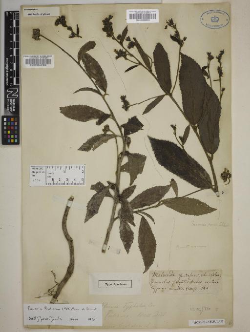 Pavonia fruticosa (Mill) Fawcett & Rendle - BM000939062