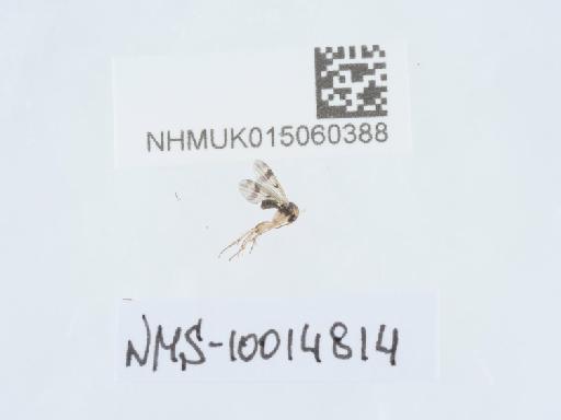 Mycetophila caudata Staeger, 1840 - 015060388_1