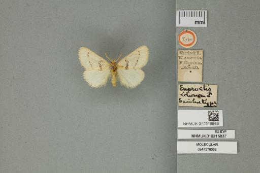 Euproctis idonea Swinhoe, 1903 - 010916948