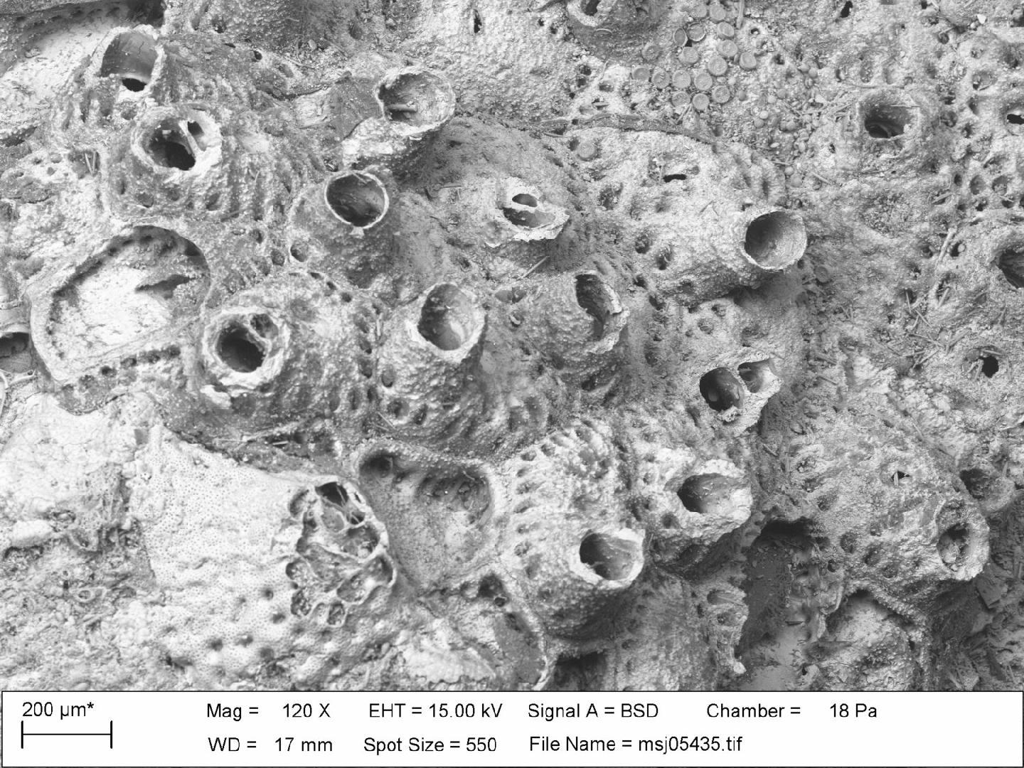 To NHMUK collection (Reptadeonella tubulifera (Canu & Bassler, 1930); TYPE; NHMUK:ecatalogue:4091659)