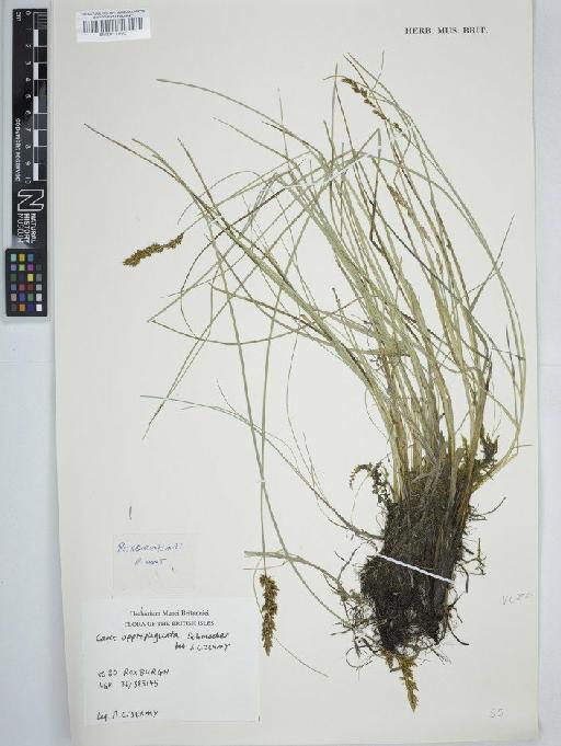 Carex appropinquata Schumach. - BM001111567 carex