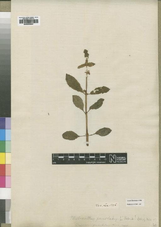 Plectranthus punctatum (L.f.) L'Hér. - BM000925907
