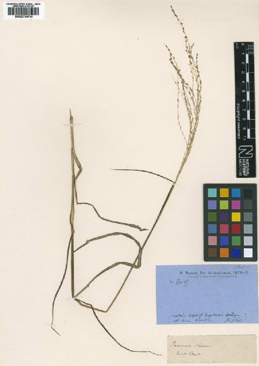 Digitaria brownii (Roem. & Schult.) Hughes - BM000795734