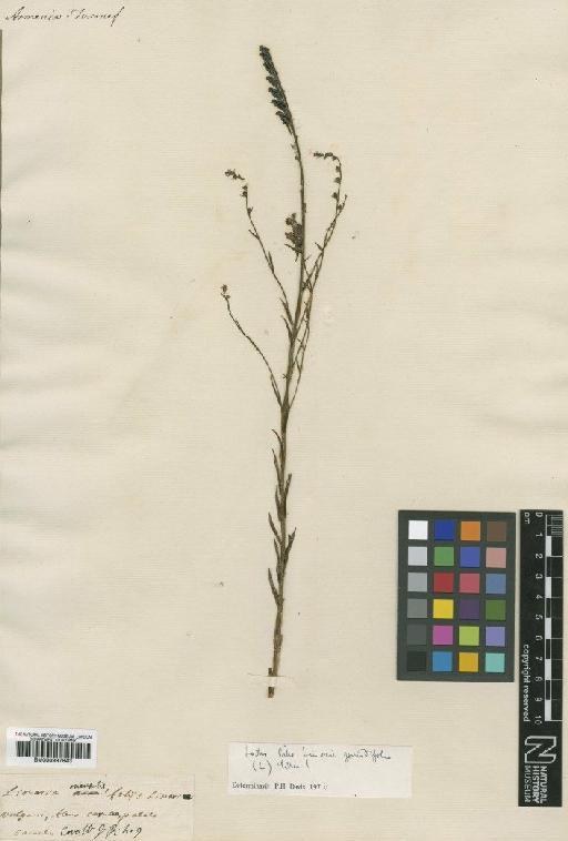 Linaria armeniaca Chav. - BM000997843
