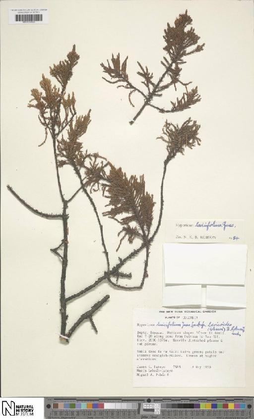 Hypericum laricifolium Juss. - BM001206653