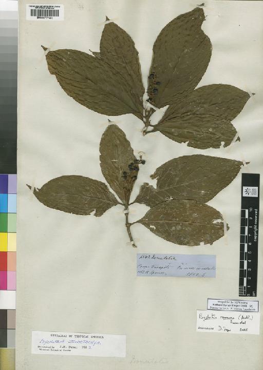 Psychotria stenostachya Standl. - Spruce - BM000777401