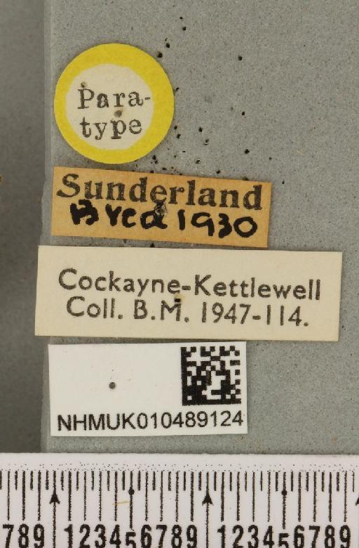 Abrostola tripartita ab. plumbea Cockayne, 1947 - NHMUK_010489124_label_552014